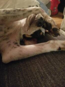 Speckles -  Mixed Breed Dog for Adoption in Taycheedah, Wisconsin - Speckles | PetCurious