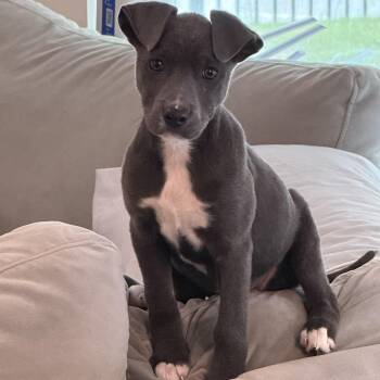 Jasmine -  Pit Bull Terrier and American Staffordshire Terrier Dog for Adoption in Cornelius, North Carolina - Jasmine | PetCurious