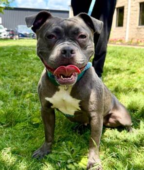 Isabelle (Izzy) Daniels -  American Bully and American Staffordshire Terrier Dog for Adoption in Boardman, Ohio - Isabelle (Izzy) Daniels | PetCurious