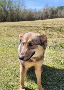 Shepherd and German Shepherd Dog Dogs Available for Adoption - Annie | PetCurious