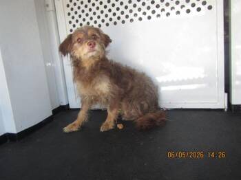 COOKIE -  Norfolk Terrier and Mixed Breed Dog for Adoption in Santa Rosa, California - COOKIE | PetCurious