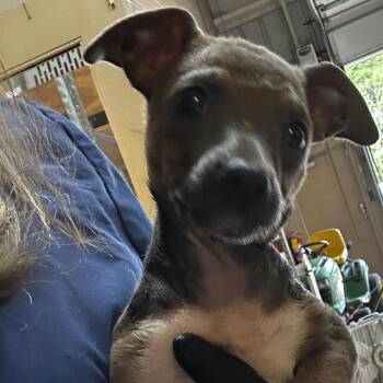 Mixed Breed Dogs Available for Adoption in Gadsden, Alabama - Syria | PetCurious