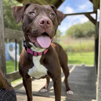 Ellie -  Mixed Breed Dog for Adoption in Ashtabula, Ohio - Ellie | PetCurious
