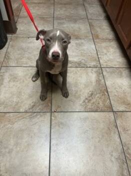 Rescue Mixed Breed Dogs for Adoption in Cincinnati, Ohio - Kanye | PetCurious