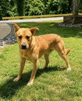 Scooby -  Golden Retriever Dog for Adoption in Dahlonega, Georgia - Scooby | PetCurious