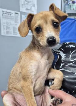 Sugar -  Chihuahua Dog for Adoption in Morristown, Tennessee - Sugar | PetCurious