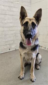 LINDA -  German Shepherd Dog Dog for Adoption in San Bernardino, California - LINDA | PetCurious