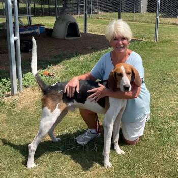 Marvin -  Treeing Walker Coonhound Dog for Adoption in Tunica, Mississippi - Marvin | PetCurious