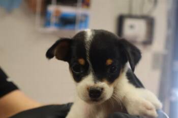 SOFIA -  Mixed Breed Dog for Adoption in Columbia, South Carolina - SOFIA | PetCurious