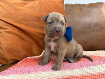 Pit Bull Terrier and Staffordshire Bull Terrier Dogs Available for Adoption in Friendswood, Texas - Mango Rainbow | PetCurious