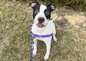 Pit Bull Terrier and Mixed Breed Dogs Available for Adoption in Colorado Springs, Colorado - DRACO | PetCurious