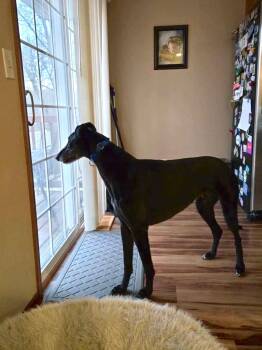 Greyhound Dogs Available for Adoption in Coon Rapids, Minnesota - Rigby | PetCurious