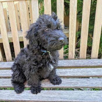Lena -  Poodle and Scottish Terrier Dog for Adoption in Rochester, Minnesota - Lena | PetCurious