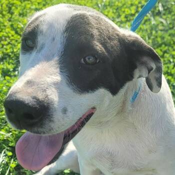 Simmons -  Retriever and Mixed Breed Dog for Adoption in Corpus Christi, Texas - Simmons | PetCurious