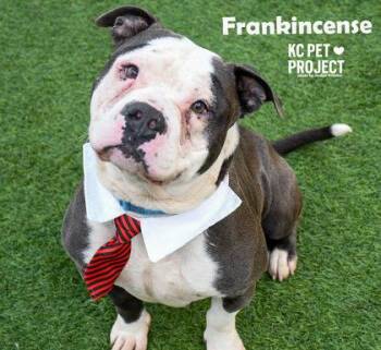 Pit Bull Terrier and Mixed Breed Dogs Available for Adoption in Kansas City, Missouri - Frankincense | PetCurious