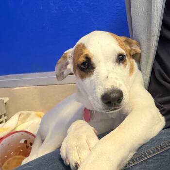 Rescue Mixed Breed Dogs for Adoption in Greensboro, Georgia - Pina Colada | PetCurious