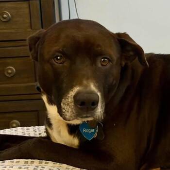 Chocolate Labrador Retriever Dogs Available for Adoption - Roger (20260210-05) | PetCurious