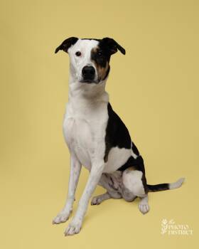 Ziva -  Hound and Labrador Retriever Dog Available for Adoption in Winnabow, North Carolina - Ziva | PetCurious