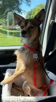 Baby -  Chihuahua and Terrier Dog for Adoption in Barrington, Illinois - Baby | PetCurious