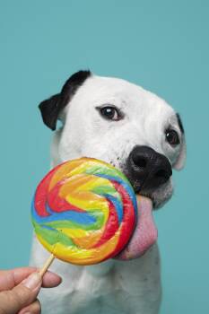 Otis -  American Staffordshire Terrier Dog for Adoption in Mooresville, North Carolina - Otis | PetCurious
