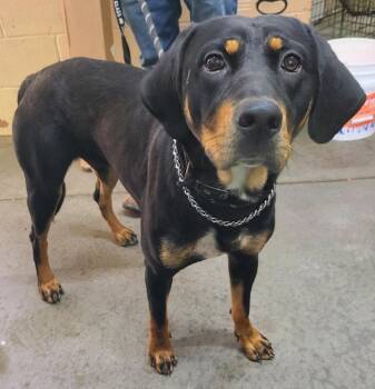 Tyler -  Rottweiler and Labrador Retriever Dog Available for Adoption in Swainsboro, Georgia - Tyler | PetCurious