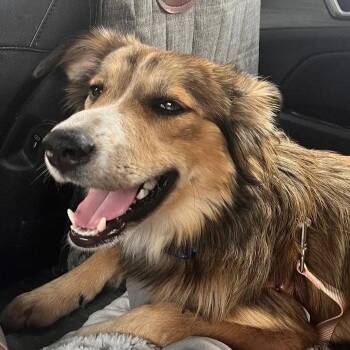 Maddie -  Shetland Sheepdog Sheltie and Australian Shepherd Dog for Adoption in Dublin, Ohio - Maddie | PetCurious