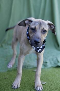 Cooper -  Black Labrador Retriever and Coonhound Dog for Adoption in Whitestown, Indiana - Cooper | PetCurious