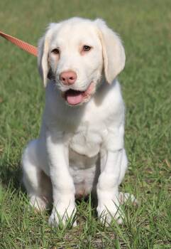 Hound Dogs Available for Adoption in North Fort Myers, Florida - Jenga | PetCurious