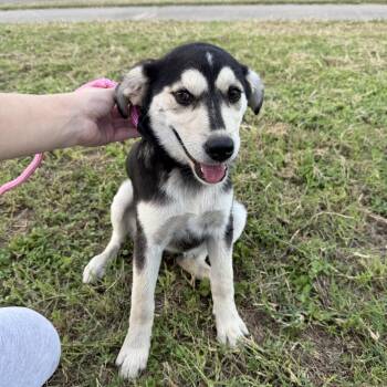Daisy -  German Shepherd Dog Dog for Adoption in Harlingen, Texas - Daisy | PetCurious