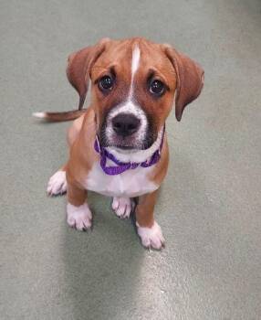 Matilda -  Boxer and Border Collie Dog for Adoption in Williamsport, Pennsylvania - Matilda | PetCurious