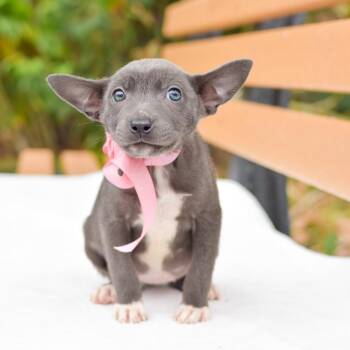 Mixed Breed Dogs Available for Adoption in Kailua-kona, Hawaii - Nova | PetCurious