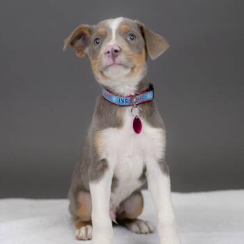 Ostrich -  Mixed Breed Dog for Adoption in Portland, Oregon - Ostrich | PetCurious