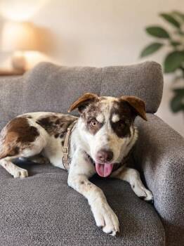 Brody -  Australian Cattle Dog Blue Heeler and Border Collie Dog for Adoption in Orange, California - Brody | PetCurious