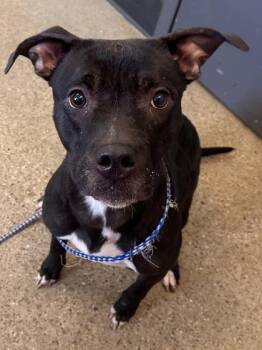 Rescue Pit Bull Terrier Dogs for Adoption in Cleveland, Ohio - Hermione | PetCurious