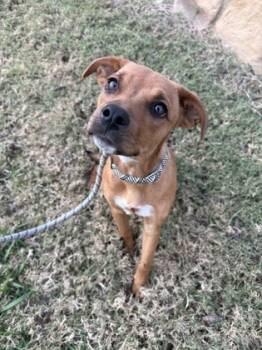 Rescue Retriever and Mixed Breed Dogs for Adoption in Fort Worth, Texas - Lena | PetCurious