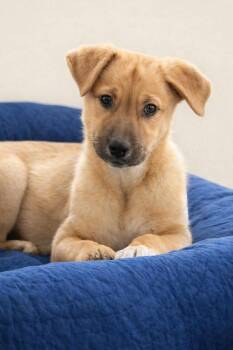 German Shepherd Dog and Terrier Dogs Available for Adoption - Fayni | PetCurious