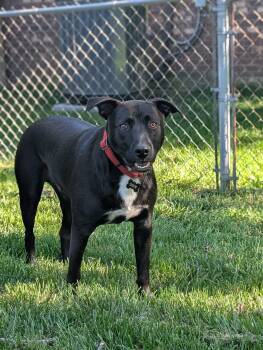 Henery -  Pit Bull Terrier Dog for Adoption in Germantown, Ohio - Henery | PetCurious