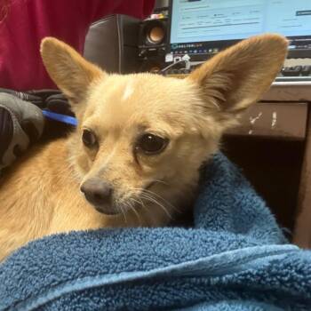 Chihuahua Dogs Available for Adoption in Yuma, Arizona - Pineapple | PetCurious