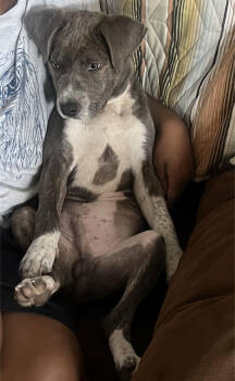 Rescue Terrier Dogs for Adoption in Holly Springs, North Carolina - Peter Pan (Peter Pan Litter) | PetCurious