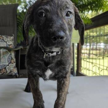 Racer SS -  Beagle Dog for Adoption in South Portland, Maine - Racer SS | PetCurious