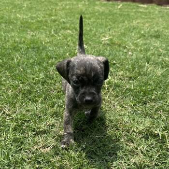 Brinley C-34392 -  Chihuahua Dog for Adoption in Oklahoma City, Oklahoma - Brinley C-34392 | PetCurious