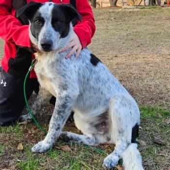 Australian Cattle Dog Blue Heeler and Mixed Breed Dogs Available for Adoption - Chip | PetCurious