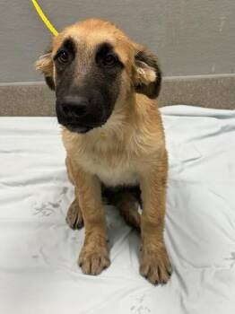 CHICKEN WING -  German Shepherd Dog and Mixed Breed Dog for Adoption in Las Vegas, Nevada - CHICKEN WING | PetCurious