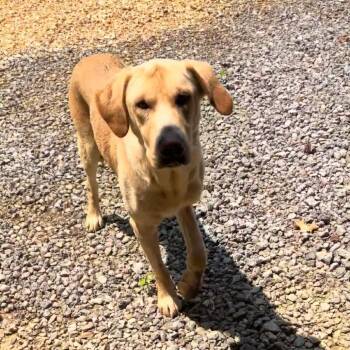 Lewis -  Yellow Labrador Retriever and Appenzell Mountain Dog Dog for Adoption in Parrish, Alabama - Lewis | PetCurious