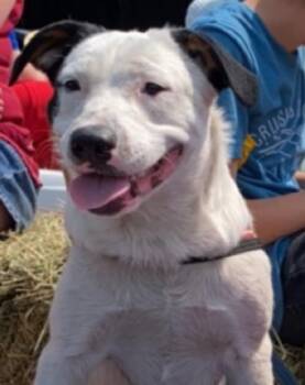 Rescue Cattle Dog and Pit Bull Terrier Dogs for Adoption in Clinton, Washington - Klaus | PetCurious