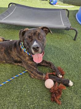 Buckeye -  Pit Bull Terrier Dog for Adoption in Cleveland, Ohio - Buckeye | PetCurious