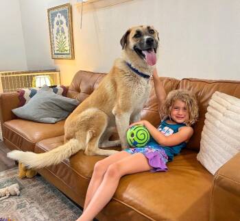 Anatolian Shepherd Dogs Available for Adoption in Friendswood, Texas - Zara Belle The Gentle Giant Sweetheart | PetCurious