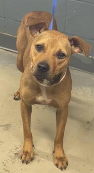 Rhodesian Ridgeback and Mixed Breed Dogs Available for Adoption in Tallahassee, Florida - HEATHER | PetCurious
