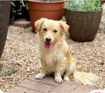 Corgi and Chihuahua Dogs Available for Adoption in Bristol, Wisconsin - Donato | PetCurious