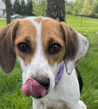 Beagle Dogs Available for Adoption in New Albany, Ohio - Junie B Jones | PetCurious